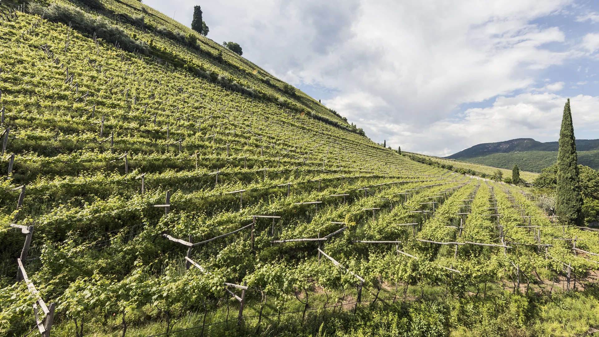 SEELEITEN, South Tyrol: your vineyard hotel in Italy