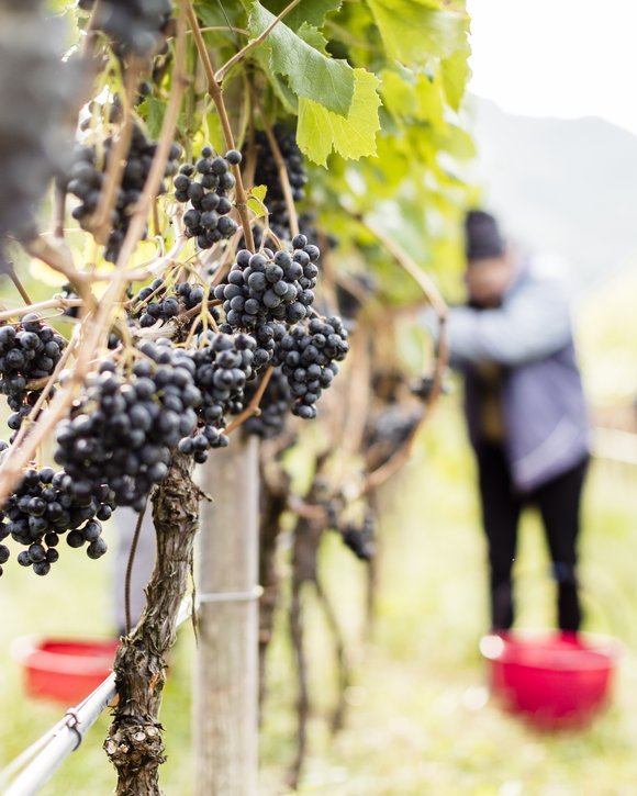 Das Hotel für Ihre Weinreise in Südtirol