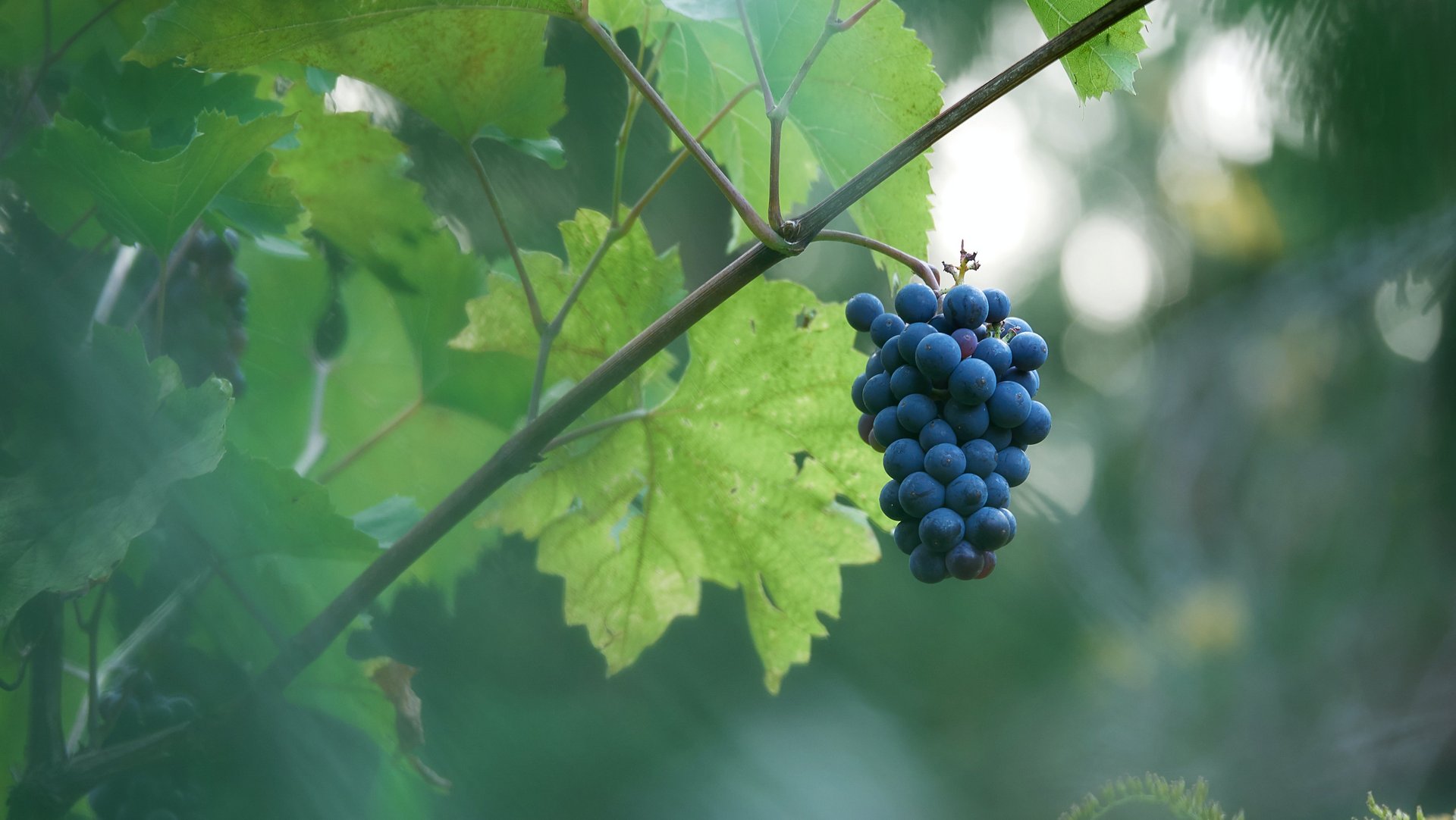 SEELEITEN, il vostro hotel con degustazione di vini