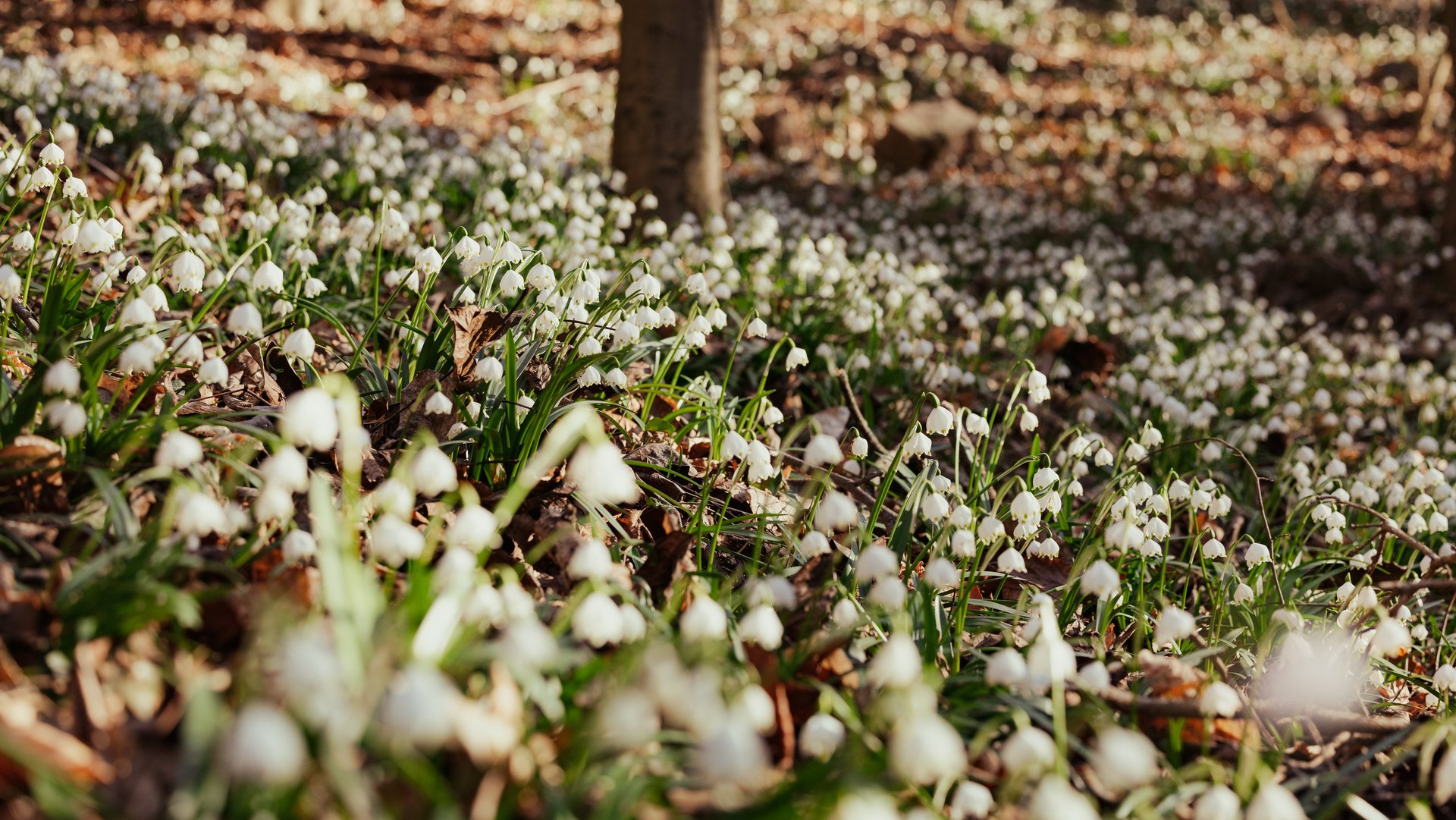 Sustainability at our luxury hotel by Lake Caldaro