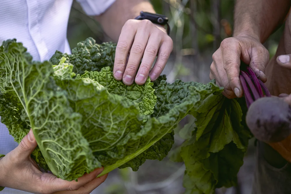 From the garden to the plate: mindful cuisine at SEELEITEN!aCooking for Change: flavour that makes a difference From the garden to the plate: mindful cuisine at SEELEITEN!aCooking for Change: flavour that makes a difference
