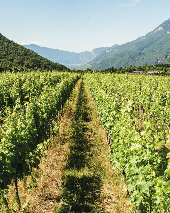 Wine experiences on your lake holidays in South Tyrol
